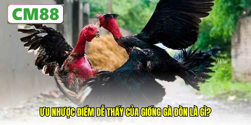 Những giống gà đòn nổi tiếng tại Việt Nam