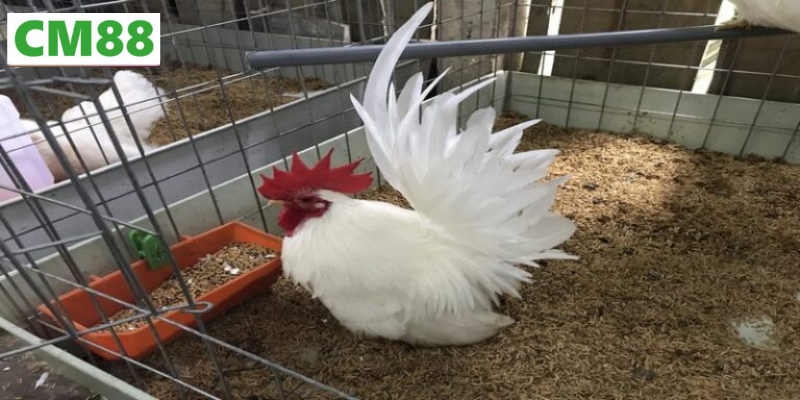 Tìm hiểu về cách nuôi gà thái kiểng